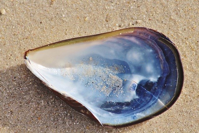 shell oyster world