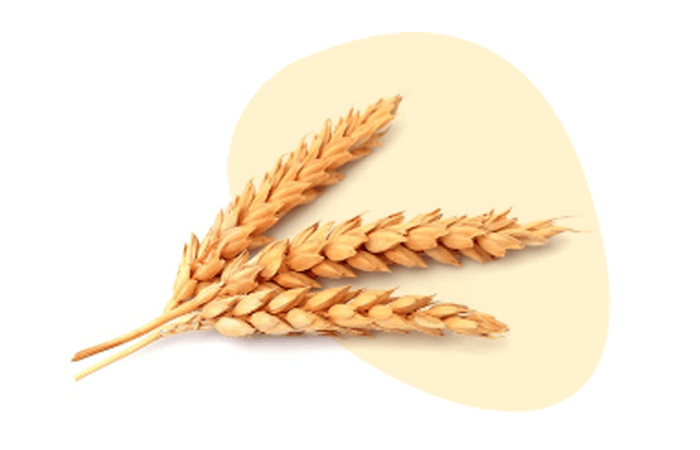 Wheat@2x