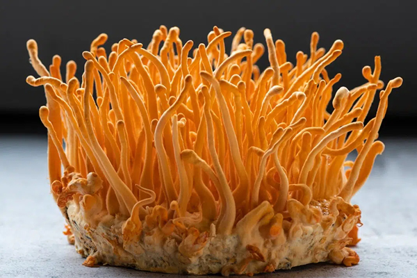 Cordyceps