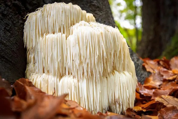 Lions Mane