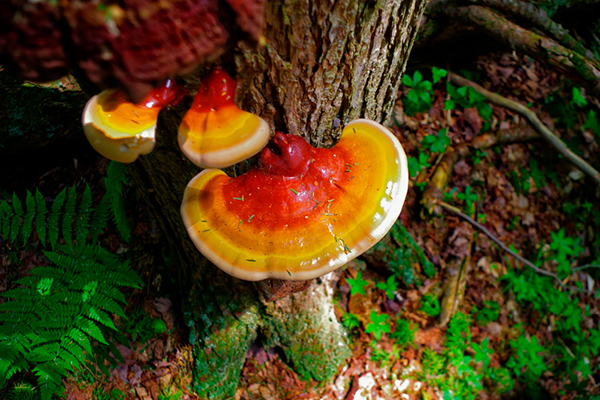 Reishi Mushrooms